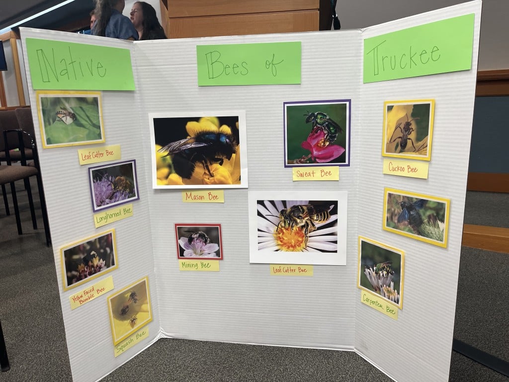 Native bees of Truckee informational poster